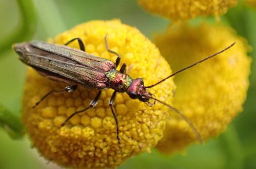 Réf. 329 440 : Oedemera nobilis